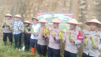 Panen Jagung Ketahanan Pangan Perdana, Polres Sibolga Wujudkan Asta Cita Presiden RI