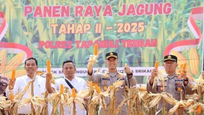 Polres Tapanuli Tengah dan Pemerintah Kecamatan Sibabangun Panen Raya Jagung Tahap 2 di Wilayah Sibabangun